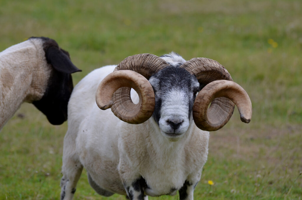 ram with curling horns on a farm in inverness scotland