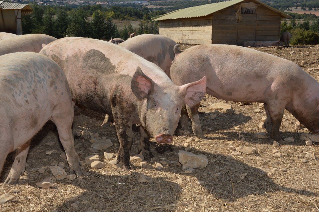 A group of pigs in a rural farmland setting, enjoying a sunny day.
