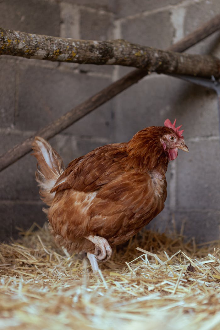 Close-up of a brown hen in a barn setting, standing on straw bedding.