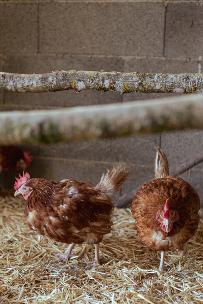 Close-up of free-range hens walking on hay inside a rustic barn with natural lighting.