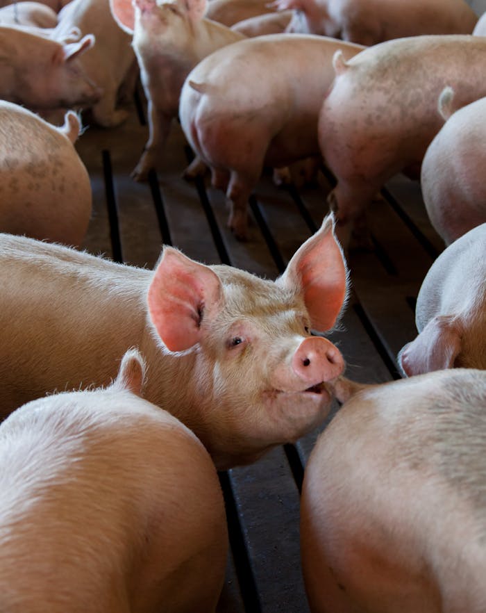 Pigs in a North Carolina farm, showcasing a classic livestock setting.
