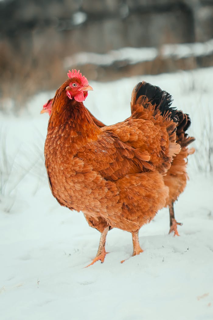 Two russet chickens standing on a snowy winter farm, showcasing vibrant plumage against the white backdrop.
