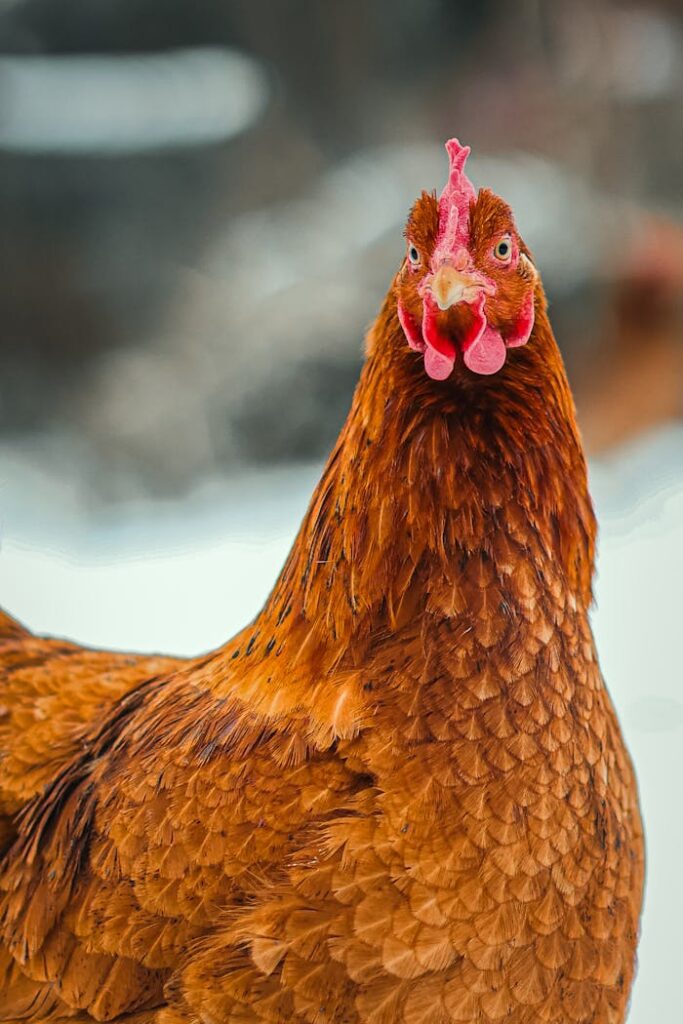 Stunning portrait of a russet chicken against a blurred outdoor backdrop.