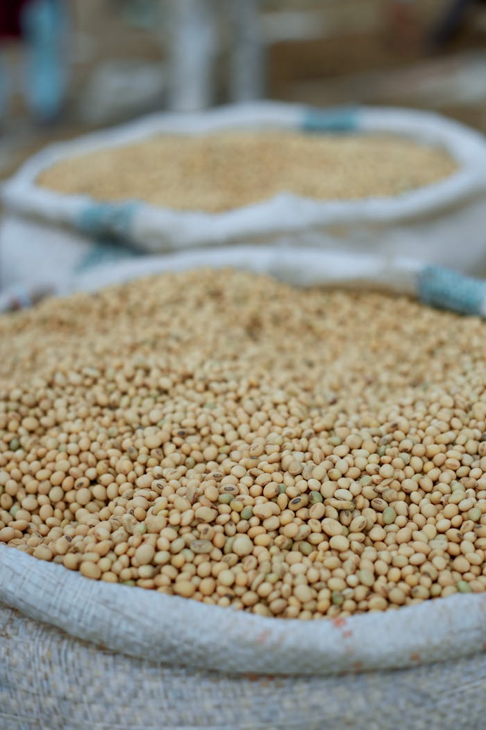Close-up image of sacks filled with soybeans, ideal for nutrition concepts.