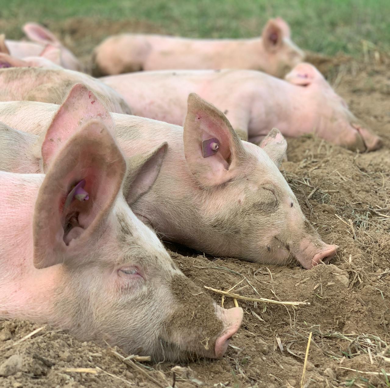 A serene image of piglets sleeping on a farm, showcasing their peaceful nature and farm life.