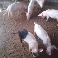 Accueil slide porcs 2