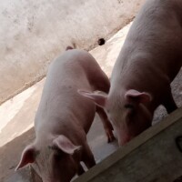Accueil slide porcs 3